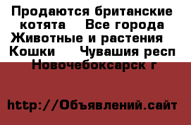 Продаются британские котята  - Все города Животные и растения » Кошки   . Чувашия респ.,Новочебоксарск г.